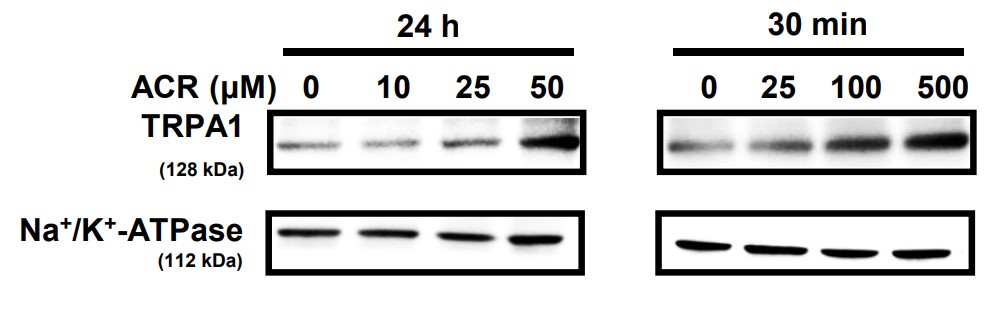 TRPA1 in membrane fraction in A549 cells was measured using western blot analysis.jpg